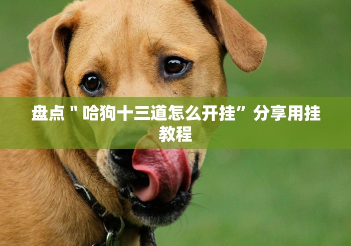 盘点＂哈狗十三道怎么开挂”分享用挂教程