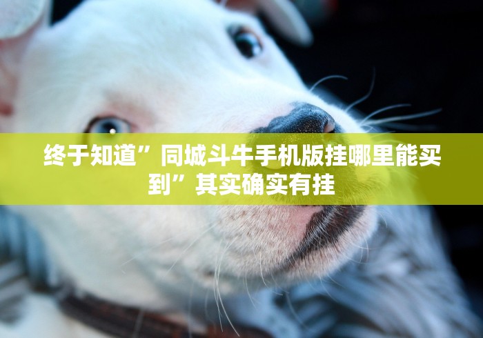 终于知道”同城斗牛手机版挂哪里能买到”其实确实有挂