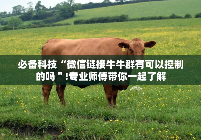 必备科技“微信链接牛牛群有可以控制的吗"!专业师傅带你一起了解 必备科技“微信链接牛牛群有可以控制的吗"!专业师傅带你一起了解