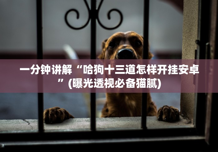 一分钟讲解“哈狗十三道怎样开挂安卓”(曝光透视必备猫腻) 一分钟讲解“哈狗十三道怎样开挂安卓”(曝光透视必备猫腻)