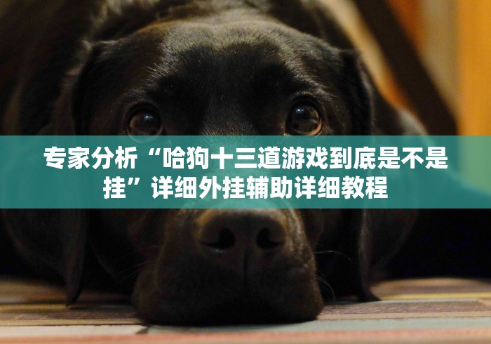 专家分析“哈狗十三道游戏到底是不是挂”详细外挂辅助详细教程