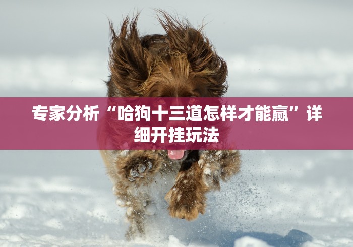 专家分析“哈狗十三道怎样才能赢”详细开挂玩法