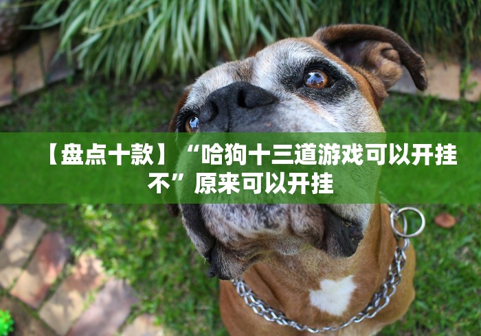 【盘点十款】“哈狗十三道游戏可以开挂不”原来可以开挂