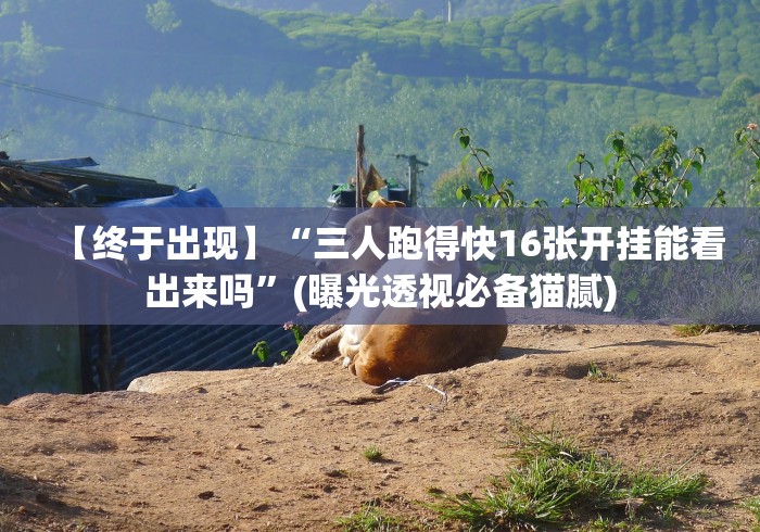 【终于出现】“三人跑得快16张开挂能看出来吗”(曝光透视必备猫腻)